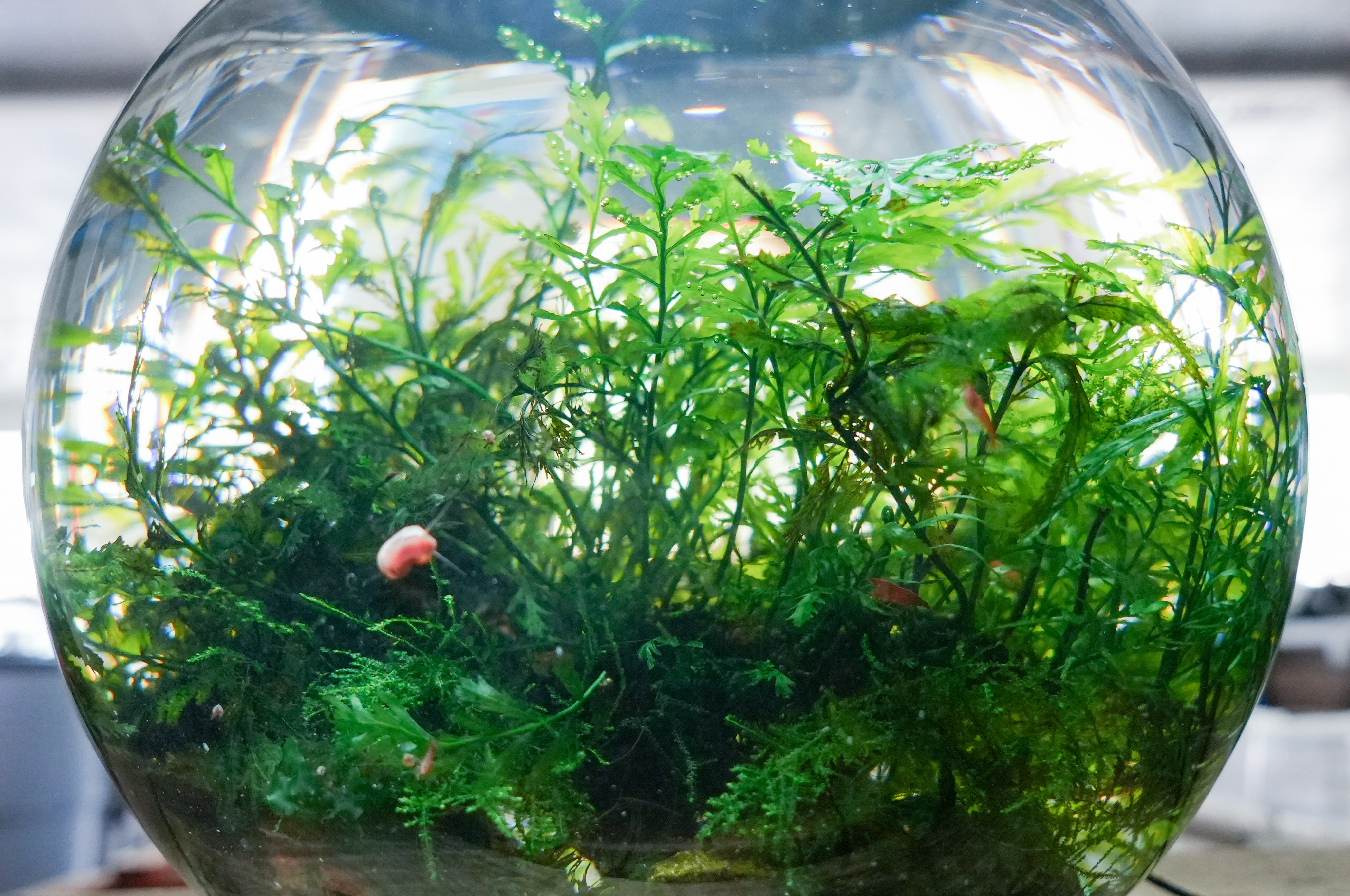 Aquascaping, as a niche within the aquarium hobby, has its own unique techniques and principles. Sorting through endless YouTube videos and articles can be overwhelming, especially when you&rsquo;re unsure of which sources to trust.