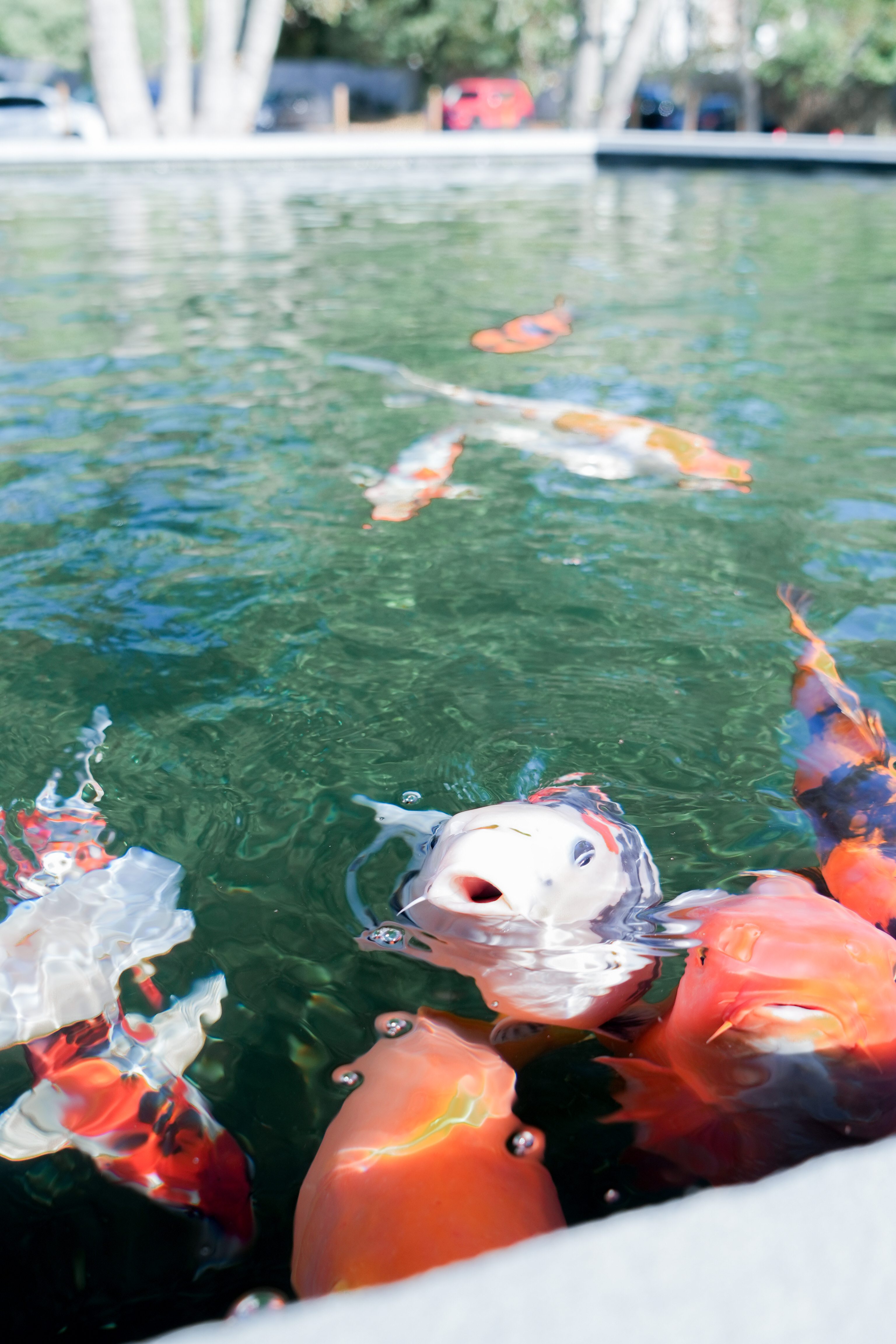 This formal pond is designed for koi enthusiasts who seek the highest level of functionality and beauty. It features advanced filtration systems and a variety of features to maintain ideal water quality for its inhabitants. The pond currently houses several koi, but its design can accommodate significantly more, ensuring it remains vibrant and lively year-round.