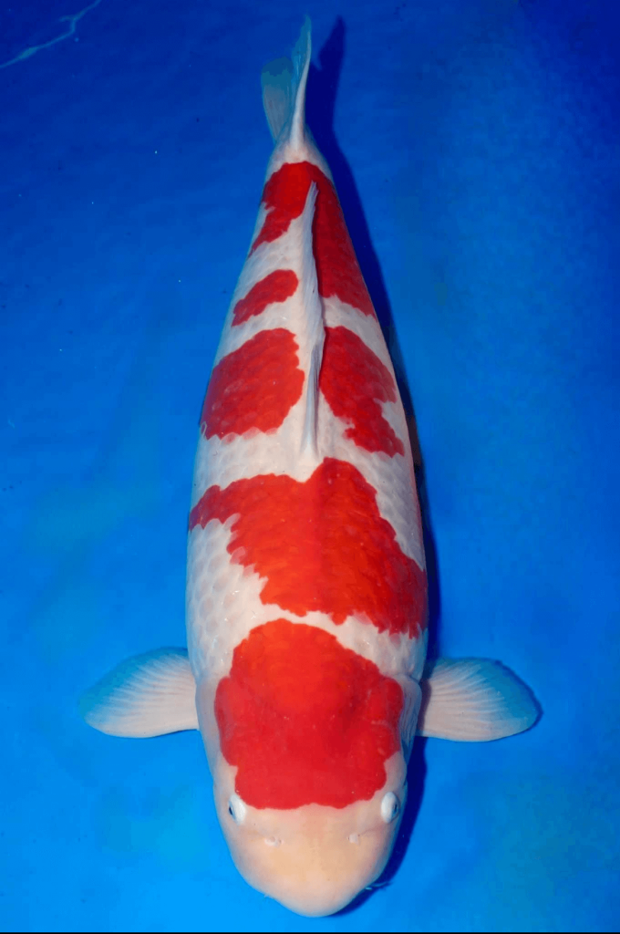 Fitz&rsquo;s Fish Ponds & Polo Reef Win Grand Champion at All American Koi Show in Las Vegas!