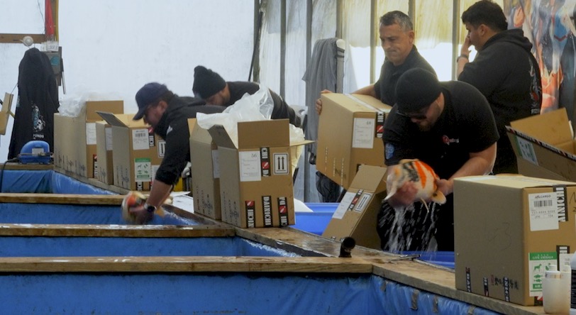 On a brisk day at FFP’s New Jersey headquarters in Milford, NJ, the team eagerly awaited the arrival of 104 meticulously packed boxes of koi—all sourced exclusively from Dainichi. 