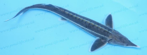 Known for their cartilaginous skeletons and long lifespans, these fish have a rich history dating back over 200 million years, making them one of the oldest fish species still in existence today.